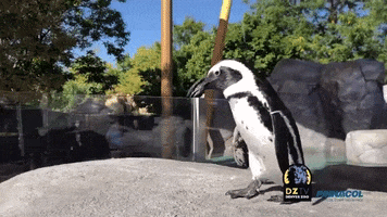 Walk Like A Penguin GIF