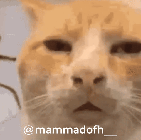 Cat GIF