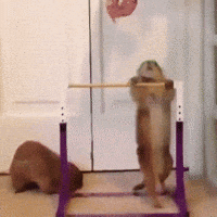 Funny-motivation GIFs - Get the best GIF on GIPHY