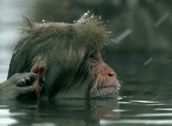 Wildlife gif. A snow monkey is lost in thought as it sits in a hot spring with snow falling around it. Another monkey gently touches its ear to get its attention and it turns around, smacking its lips.