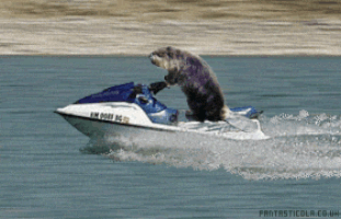 Jet Ski Rentals GIFs - Get the best GIF on GIPHY