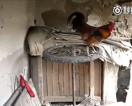 treadmill rooster GIF