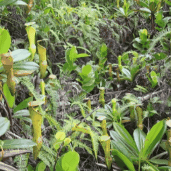 Plant Life Fly GIF by TeaCosyFolk