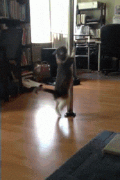 Cat-strippers GIFs - Get the best GIF on GIPHY