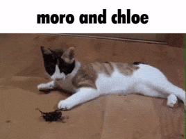 Cat Chris GIF