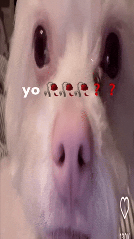 White Dog GIF