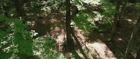 Forest Ankle GIF by VVS FILMS