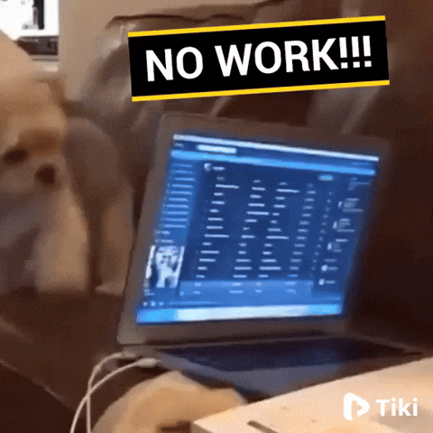 Dog Wow GIF by Tikivideo
