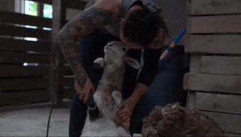 Animated GIF