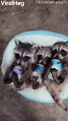 Raccoon Babies Go Bonkers Over Bottles GIF by ViralHog