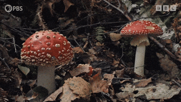 Shrooms GIF by PBS