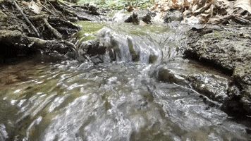 Stream GIF