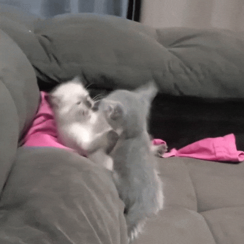 Cat GIF