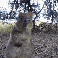 Australia Quokka GIF by Fin Pin Shop - Find & Share on GIPHY
