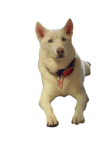 Santa Corona Accesories Sticker