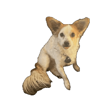Dog Baby Sticker