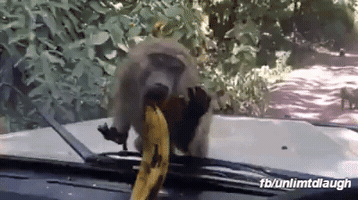 rajbharath1  GIF