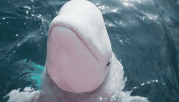 Beluga GIF
