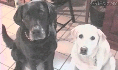 giphy.gif?cid=4d1e4f29bee2d314d4f6e779cf7459c6e1b8c7af2ba41378&rid=giphy.gif