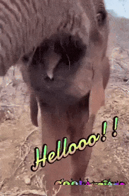 Hello GIF