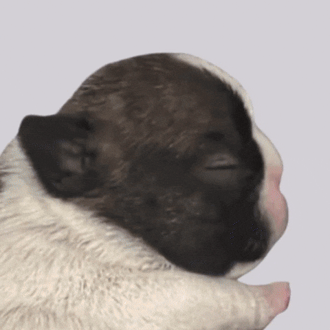 Pibble GIF