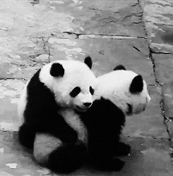 let me love you bear GIF