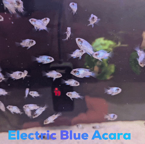 Electric Blue Acara GIF