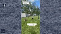 Clothesline Hack Is Perfect for Combining Dog-Sitting and Babysitting Duties