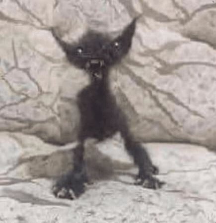 Black Cat GIF