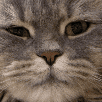 Disappointed Cat GIF