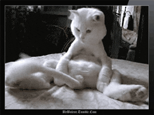 funny cat animals cute cat tail GIF