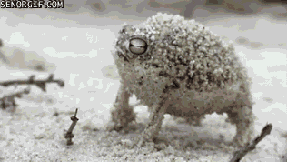 Frogs Tiny Little Frog GIF by Cheezburger
