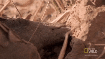 Eating GIF