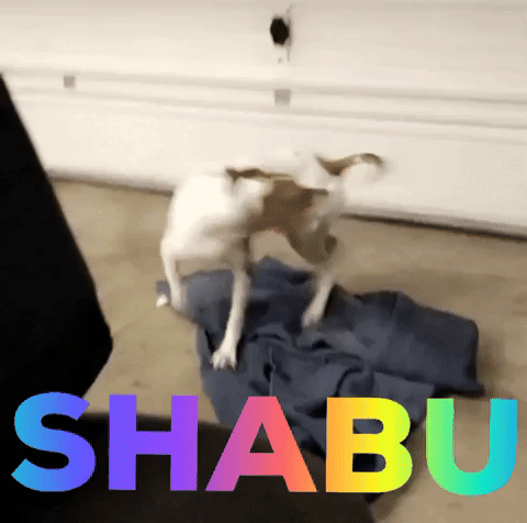 Shabu GIF