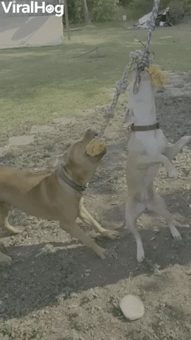 Dog Refuses To Let Go Of Rope Swing GIF by ViralHog