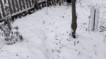 Snow Day Dog GIF