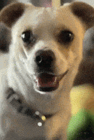 Happy Puppy GIF by Maryanne Chisholm - MCArtist