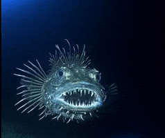Ocean Shark GIF