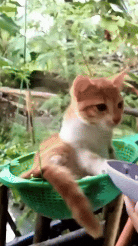 Cat Eating GIF