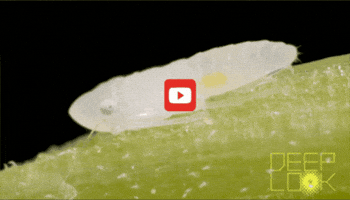 GIF by KQEDScience
