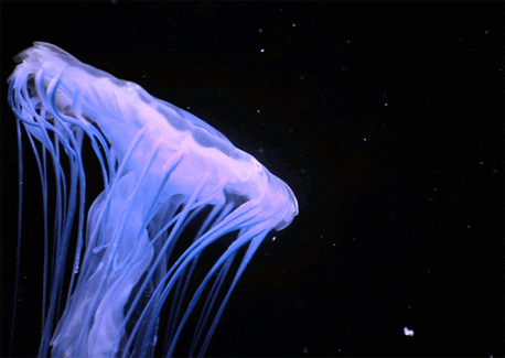 ocean life GIF