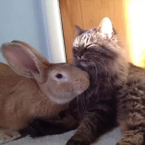 bunny rabbit animal friendship GIF