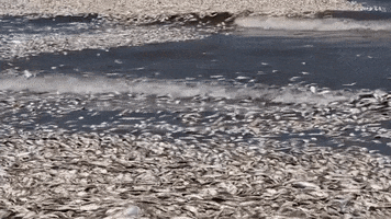 Dead Fish GIF by Storyful