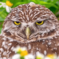 Funny Owl GIF