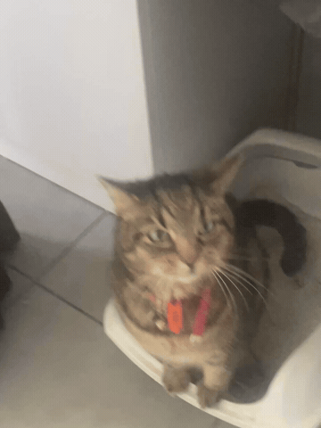 Cats GIF