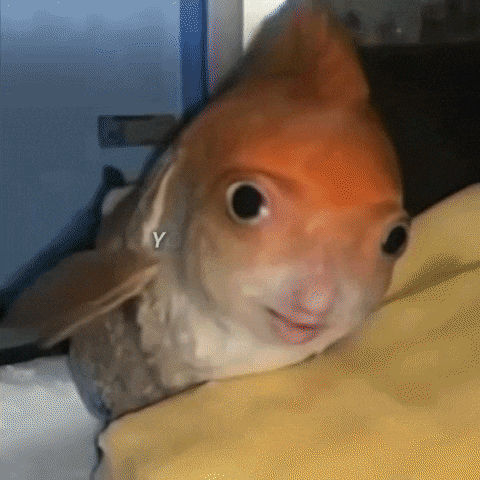 Gold Fish Funny Meme GIF