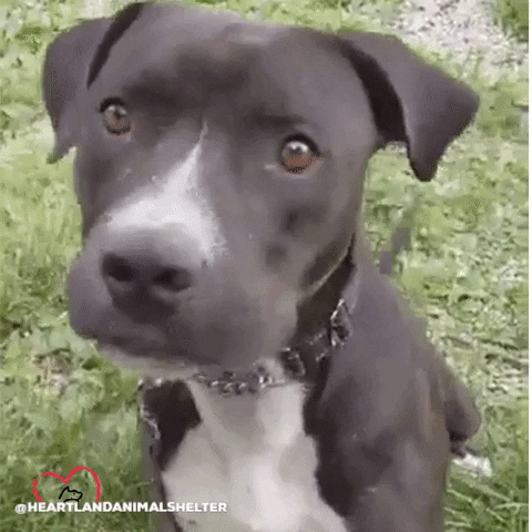 Dog What GIF by Heartland Animal Shelter