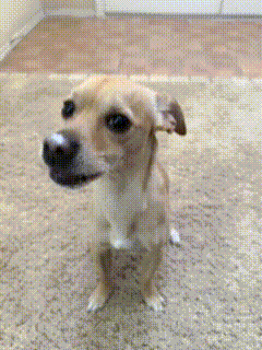 Dog Tongue GIF