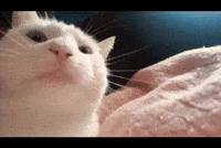 CCM: The Funniest Cat Gifs On The Interwebs