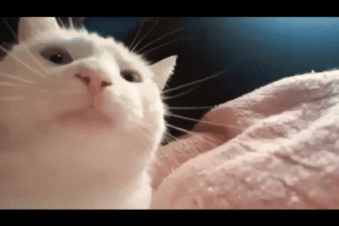 giphy.gif?cid=349c9dd7fqas7rp1mx3xt8ownmr1p57npnev1qwc9piuwlci&rid=giphy.gif